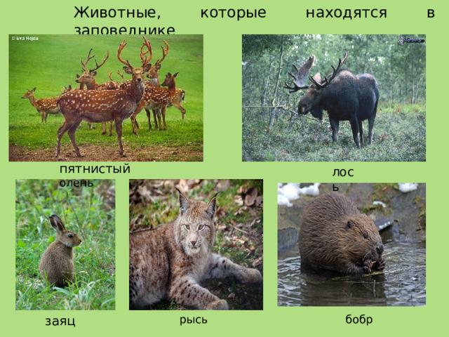 Животные, которые находятся в заповеднике пятнистый олень лось заяц рысь бобр 