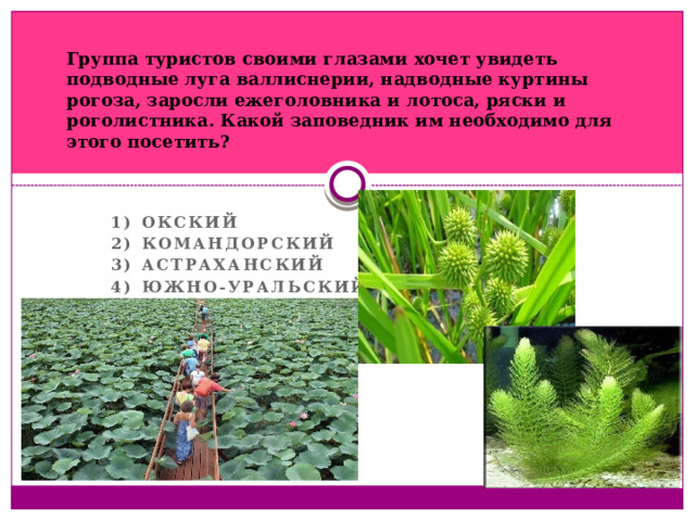 Группа туристов своими глазами хочет увидеть подводные луга валлиснерии, надводные куртины рогоза, заросли ежеголовника и лотоса, ряски и роголистника. Какой заповедник им необходимо для этого посетить? 1) Окский 2) Командорский 3) Астраханский 4) Южно-Уральский  