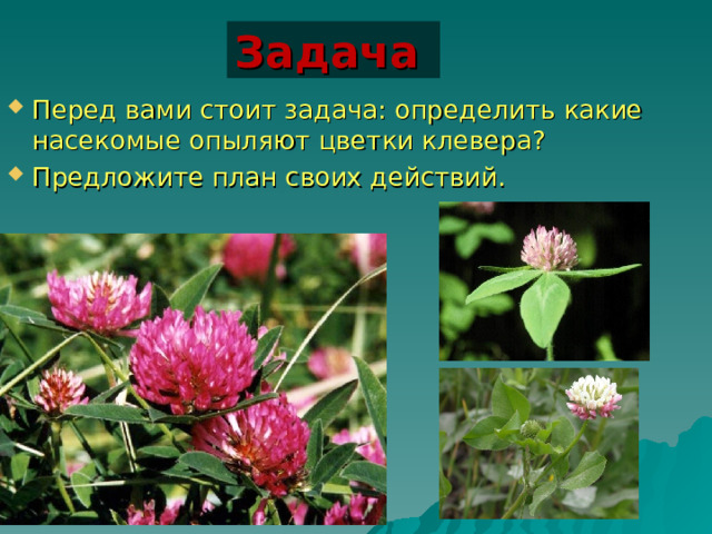 Задача  Перед вами стоит задача: определить какие насекомые опыляют цветки клевера? Предложите план своих действий. 