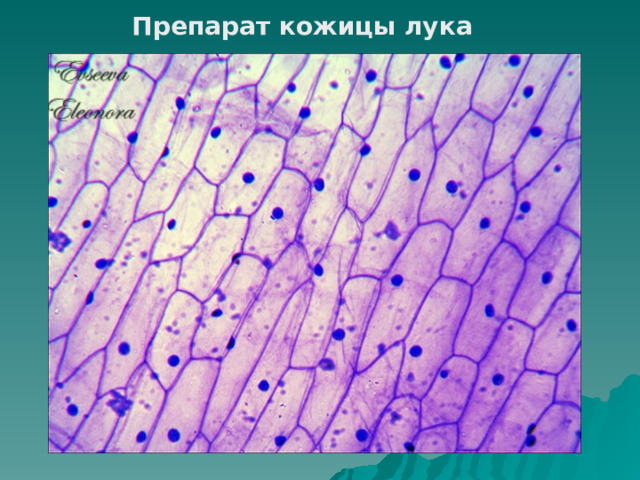 Препарат кожицы лука 