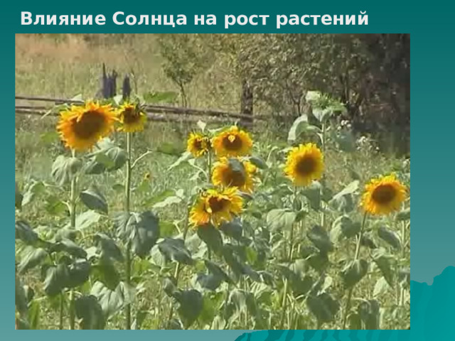 Влияние Солнца на рост растений 
