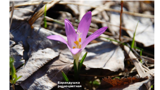Барандушка разноцветная 
