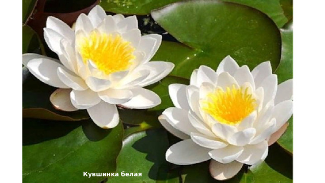 Кувшинка белая 