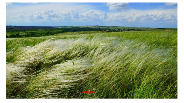 ковыль 