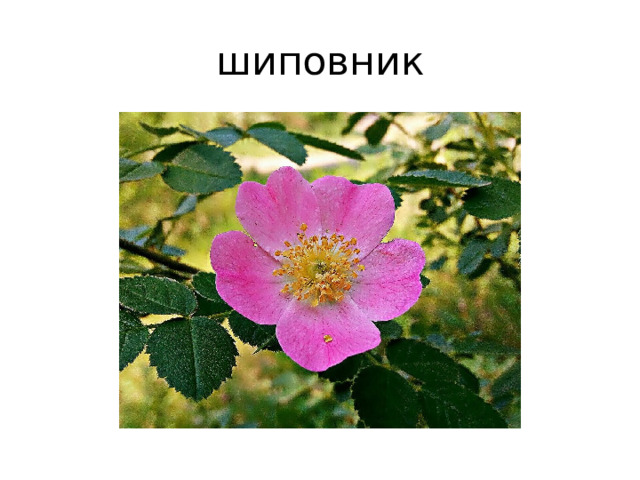 шиповник 