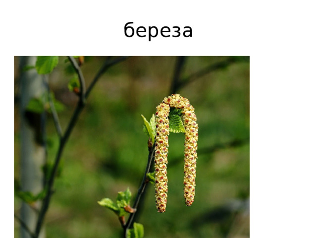 береза 