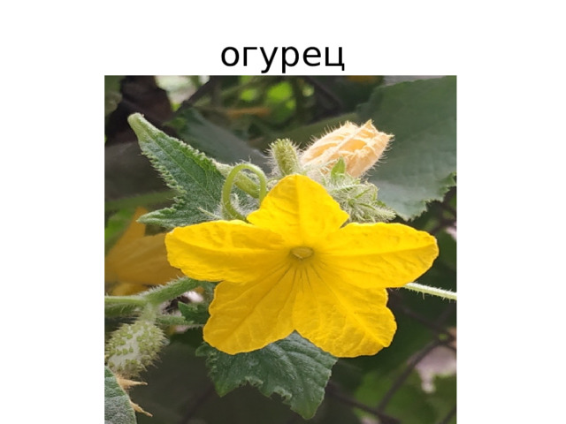 огурец 