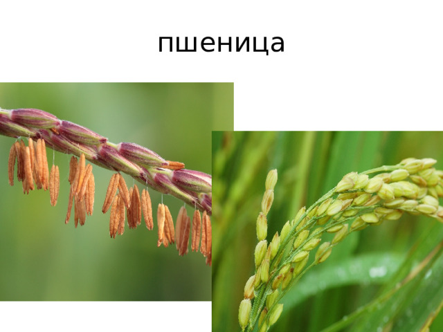 пшеница 