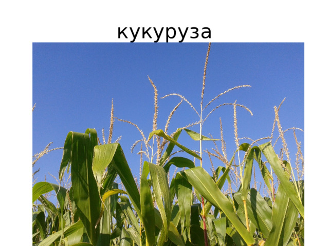 кукуруза 