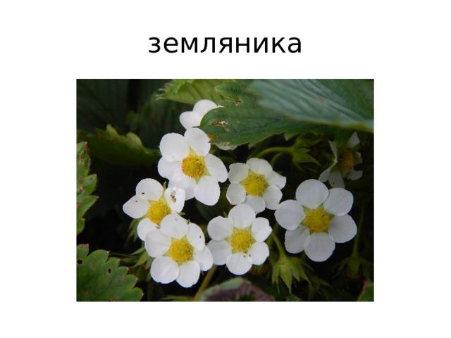 земляника 