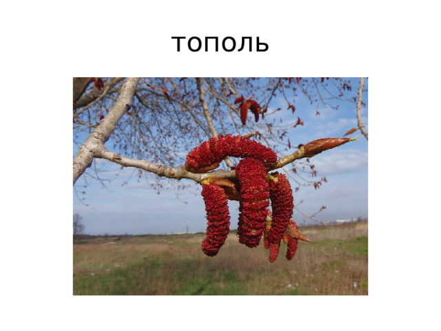 тополь 