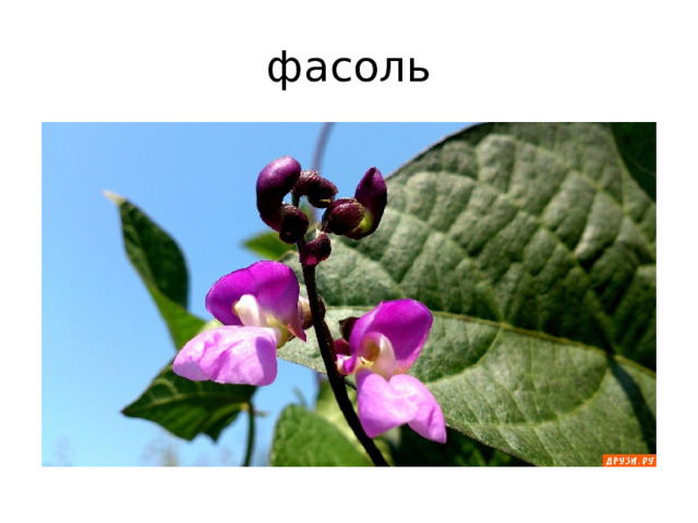 фасоль 