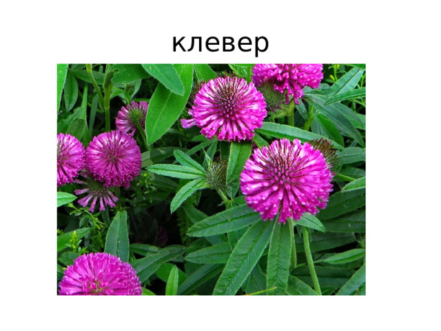 клевер 