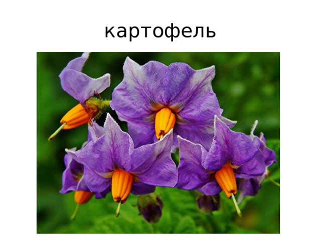 картофель 