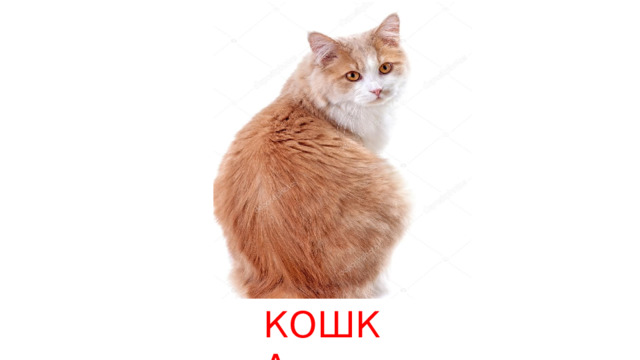 КОШКА 