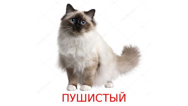 ПУШИСТЫЙ 