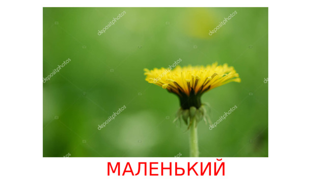 МАЛЕНЬКИЙ 