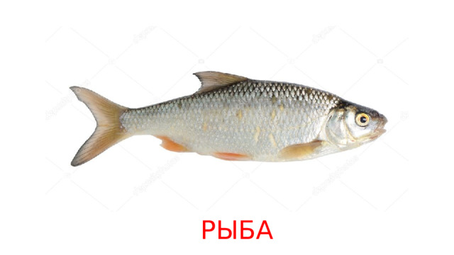 РЫБА 