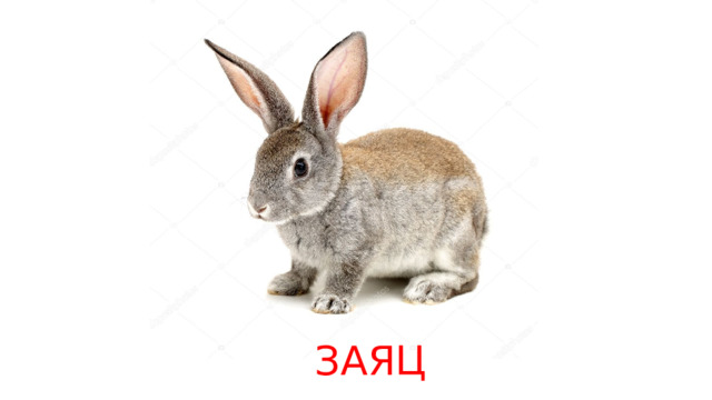 ЗАЯЦ 