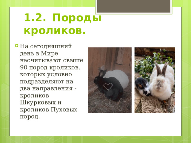 1.2.  Породы кроликов. На сегодняшний день в Мире насчитывают свыше 90 пород кроликов, которых условно подразделяют на два направления - кроликов Шкурковых и кроликов Пуховых пород. 
