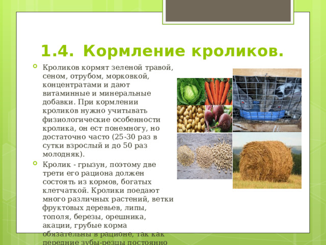 1.4.  Кормление кроликов. Кроликов кормят зеленой травой, сеном, отрубом, морковкой, концентратами и дают витаминные и минеральные добавки. При кормлении кроликов нужно учитывать физиологические особенности кролика, он ест понемногу, но достаточно часто (25-30 раз в сутки взрослый и до 50 раз молодняк). Кролик - грызун, поэтому две трети его рациона должен состоять из кормов, богатых клетчаткой. Кролики поедают много различных растений, ветки фруктовых деревьев, липы, тополя, березы, орешника, акации, грубые корма обязательны в рационе, так как передние зубы-резцы постоянно растут и самозатачиваются. 
