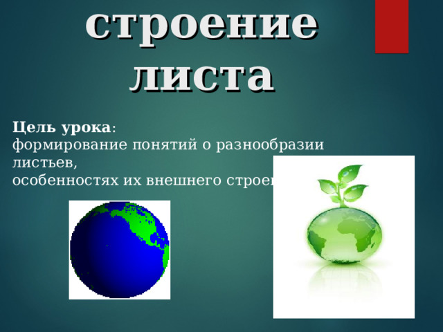 Внешнее строение листа Цель урока : формирование понятий о разнообразии листьев, особенностях их внешнего строения.  