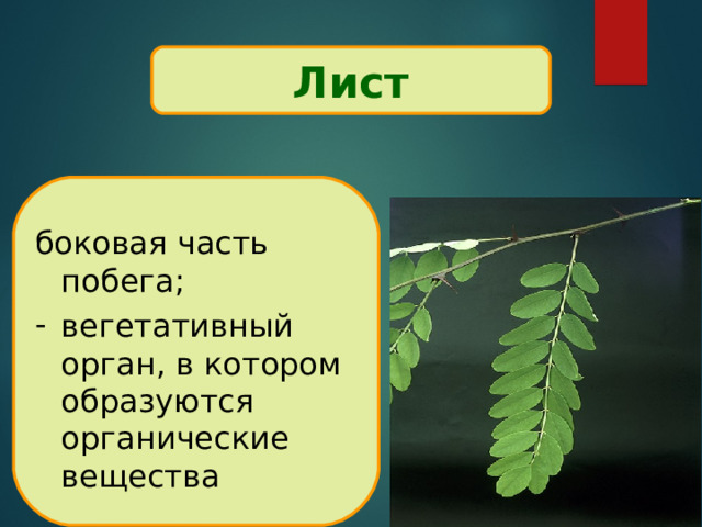 Лист - . боковая часть побега; вегетативный орган, в котором образуются органические вещества  