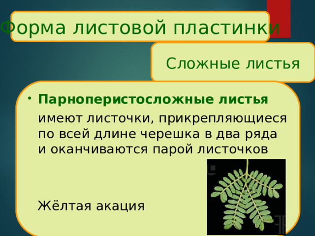 Форма листовой пластинки Сложные листья Парноперистосложные листья  имеют листочки, прикрепляющиеся по всей длине черешка в два ряда и оканчиваются парой листочков    Жёлтая акация 