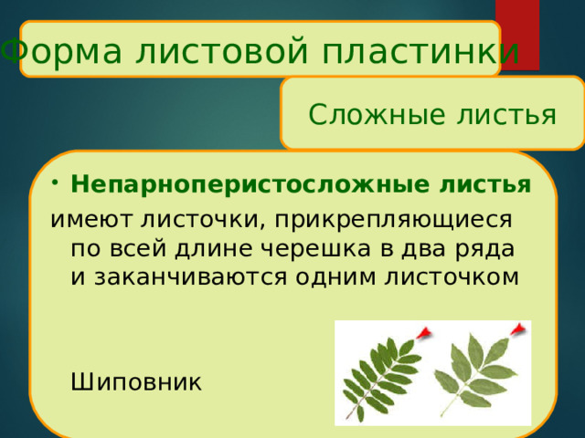 Форма листовой пластинки Сложные листья Непарноперистосложные листья имеют листочки, прикрепляющиеся по всей длине черешка в два ряда и заканчиваются одним листочком  Шиповник 