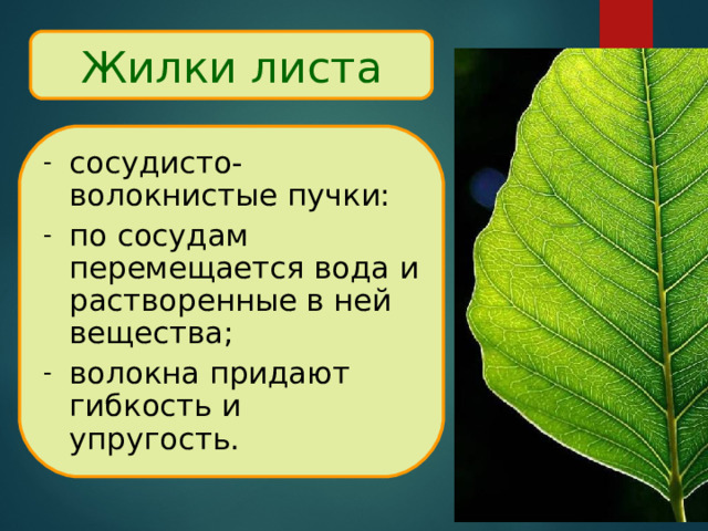 Жилки листа сосудисто- волокнистые пучки: по сосудам перемещается вода и растворенные в ней вещества; волокна придают гибкость и упругость. 