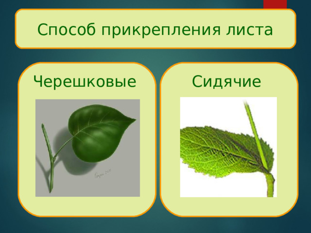 Способ прикрепления листа Черешковые Сидячие 