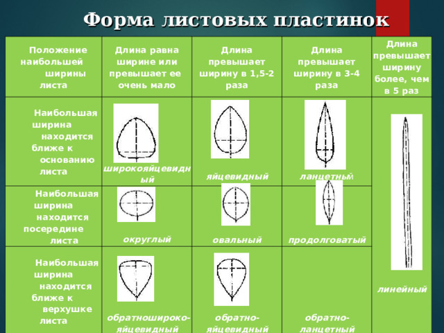  Форма листовых пластинок  Положение наибольшей  ширины листа  Наибольшая ширина  находится ближе к  основанию листа Длина равна ширине или превышает ее очень мало Длина превышает ширину в 1,5-2 раза  Наибольшая ширина  находится посередине  листа    широкояйцевидный Длина превышает ширину в 3-4 раза    округлый  Наибольшая ширина  находится ближе к  верхушке листа       яйцевидный     обратношироко-  яйцевидный Длина превышает ширину более, чем в 5 раз   овальный       ланцетны й         линейный    обратно-  яйцевидный   продолговатый    обратно-  ланцетный 