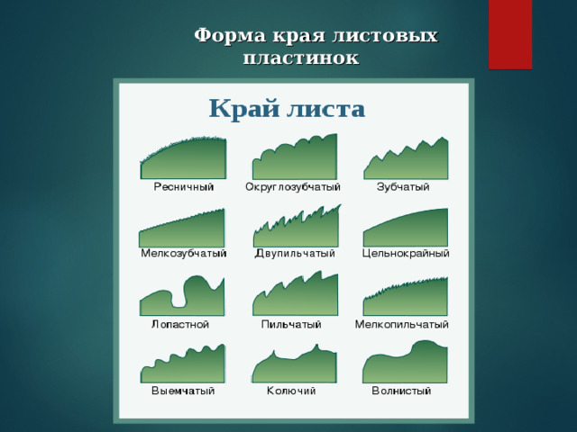  Форма края листовых  пластинок 