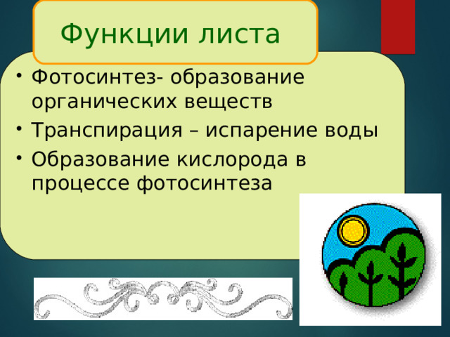 Функции листа Фотосинтез- образование органических веществ Транспирация – испарение воды Образование кислорода в процессе фотосинтеза  