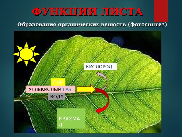 ФУНКЦИИ ЛИСТА Образование органических веществ (фотосинтез) КИСЛОРОД СВЕТ  УГЛЕКИСЛЫЙ  ГАЗ ВОДА  КРАХМАЛ  