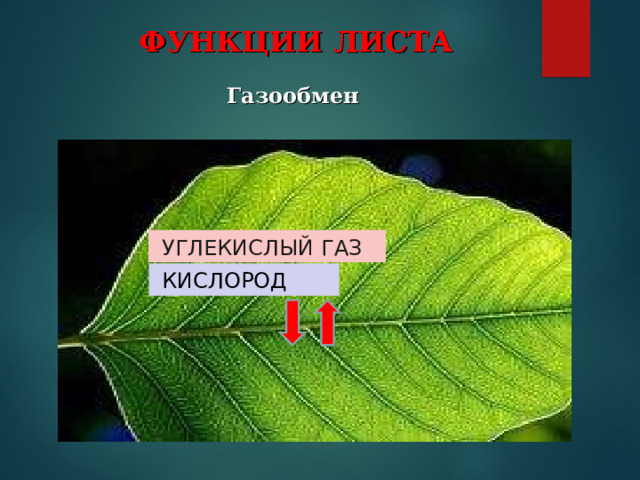 ФУНКЦИИ ЛИСТА Газообмен  УГЛЕКИСЛЫЙ ГАЗ  КИСЛОРОД 