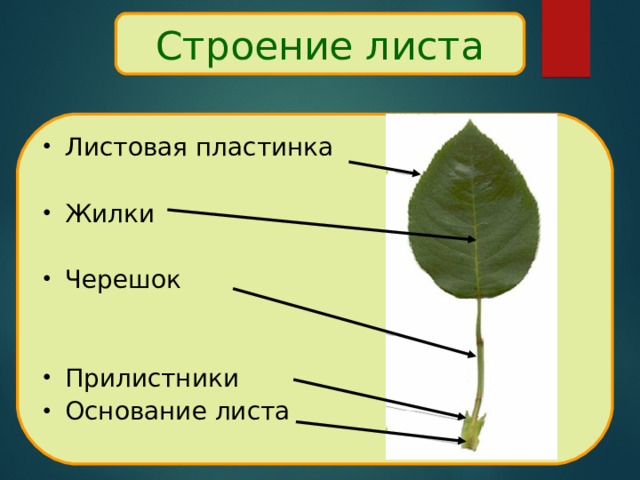 Строение листа Листовая пластинка Жилки Черешок Прилистники Основание листа 