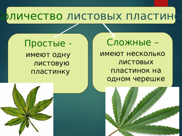 Количество листовых пластинок Сложные – имеют несколько листовых пластинок на одном черешке Простые - имеют одну листовую пластинку 