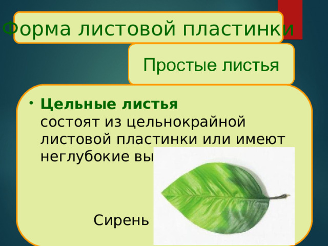 Форма листовой пластинки Цельные листья  состоят из цельнокрайной листовой пластинки или имеют неглубокие выемки    Сирень 