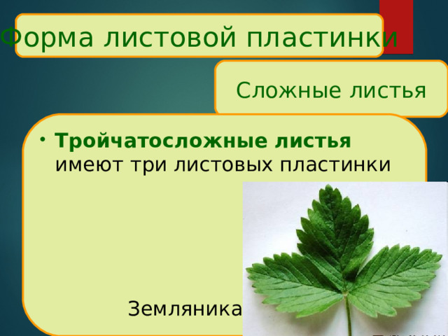 Форма листовой пластинки Сложные листья Тройчатосложные листья  имеют три листовых пластинки    Земляника 