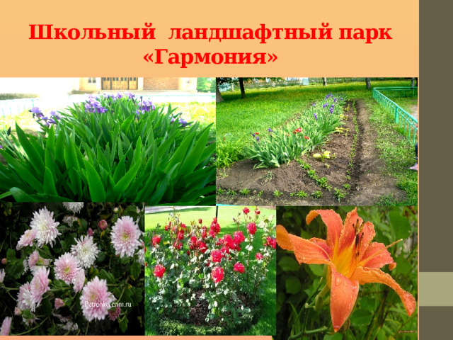 Школьный ландшафтный парк «Гармония» 1 