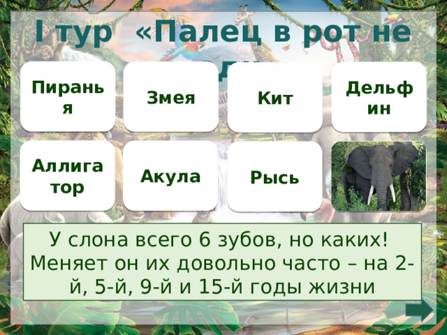 I тур «Палец в рот не клади» Пиранья Змея Дельфин Кит Аллигатор Акула  Рысь У слона всего 6 зубов, но каких!  Меняет он их довольно часто – на 2-й, 5-й, 9-й и 15-й годы жизни 