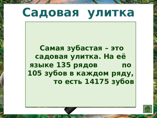 Садовая улитка   Самая зубастая – это садовая улитка. На её языке 135 рядов по 105 зубов в каждом ряду, то есть 14175 зубов 