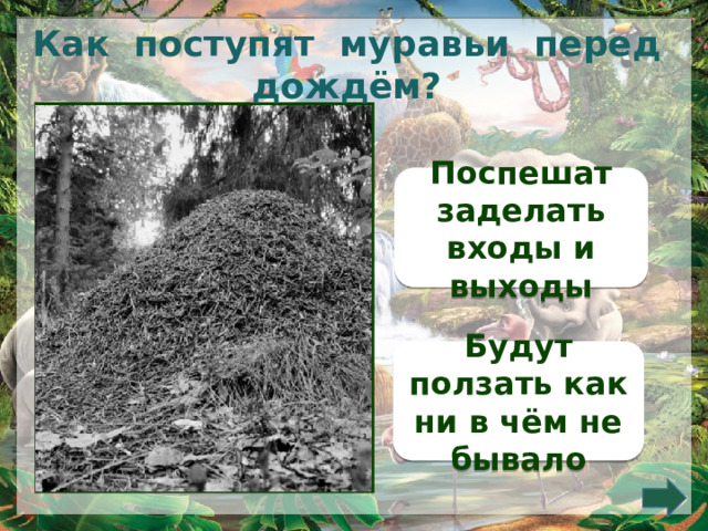 Как поступят муравьи перед дождём? Поспешат заделать входы и выходы Будут ползать как ни в чём не бывало 
