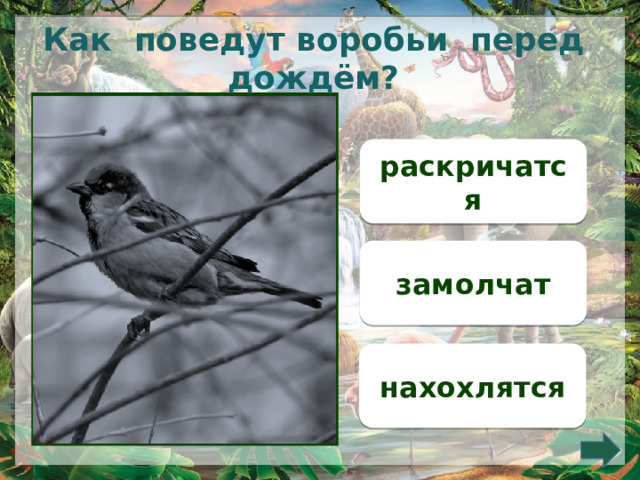 Как поведут воробьи перед дождём? раскричатся замолчат нахохлятся 