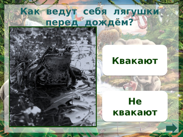 Как ведут себя лягушки перед дождём? Квакают Не квакают 