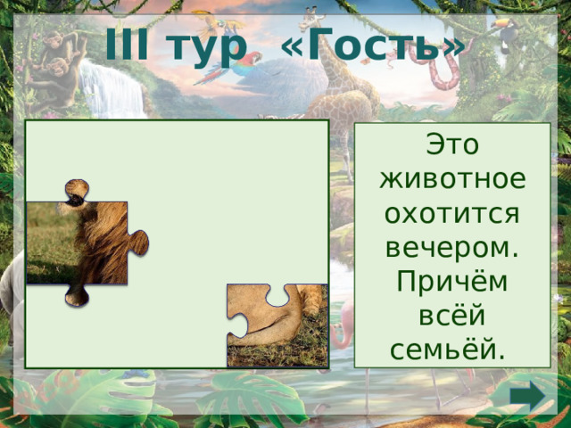  III тур «Гость» Это животное охотится вечером. Причём всёй семьёй. 