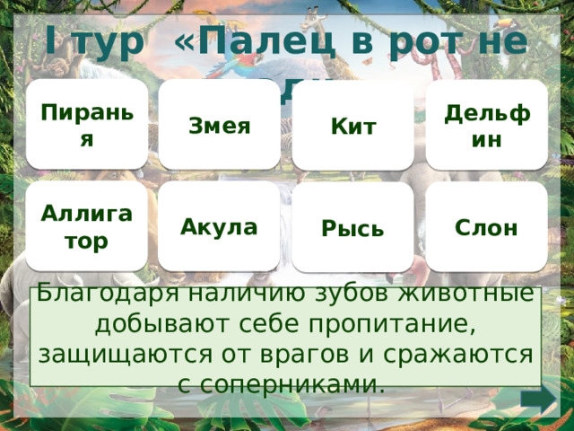 I тур «Палец в рот не клади» Пиранья Змея Дельфин Кит Аллигатор Акула Слон Рысь Благодаря наличию зубов животные добывают себе пропитание, защищаются от врагов и сражаются с соперниками.     