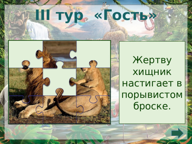  III тур «Гость» Жертву хищник настигает в порывистом броске. 