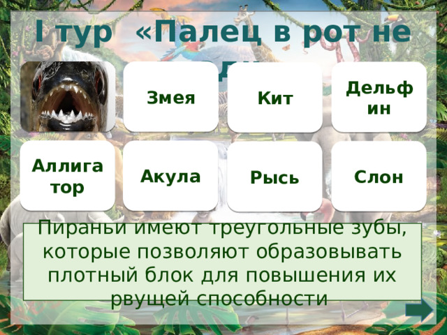 I тур «Палец в рот не клади»  Змея Дельфин Кит Аллигатор Акула Слон Рысь Пираньи имеют треугольные зубы, которые позволяют образовывать плотный блок для повышения их рвущей способности     